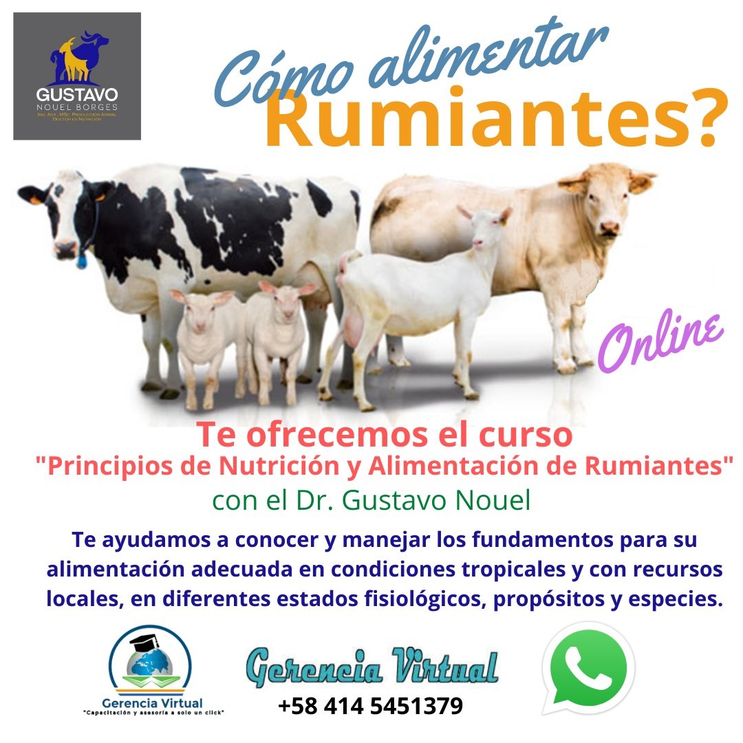 BiominbloqCA's tweet photo. El Profesor, Dr @GustavoENouelB en Alianza con el Centro de Capacitación Virtual @ger_virtual Ofrecen variedad de Cursos Online en Fundamentos en Nutrición y Alimentación de #Rumiantes con énfasis en Alimentación para Producción Sostenible de Leche para #cabras #vacas #bufalas https://t.co/ATFynvks3I