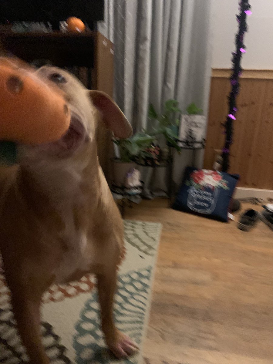 LukePotatoPants's tweet photo. HAPPY HALLOWEEN. HERES MY PUNKIN. 👻💀🎃🎃🎃
Also someone tell @instagram to un-suspend my account. Tank you. #instagramdown #Instagram #DogsofTwittter #DogsOnTwitter #Pitbullarmy #pitbullcoin #pitbulltoken #boxerdog #AdoptDontShop #dontbullymybreed https://t.co/VVn6tEEOjL