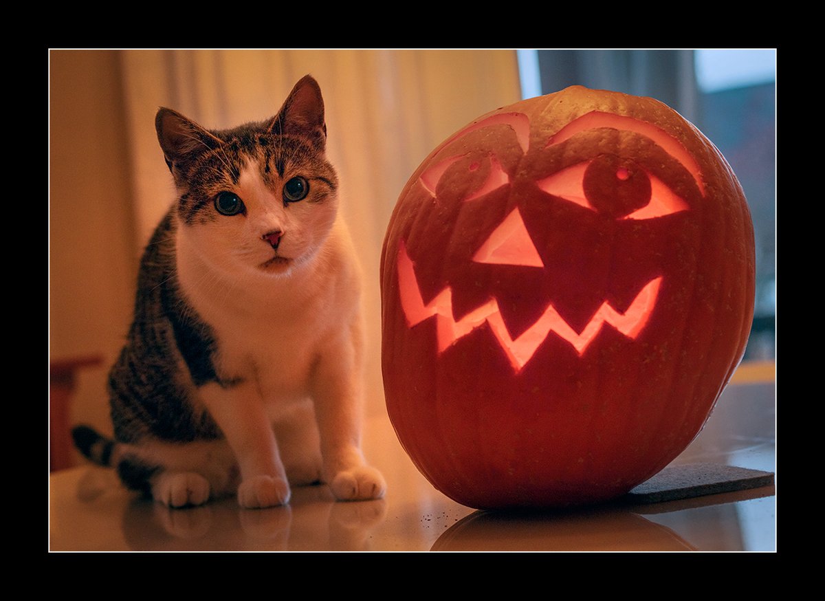 Kram's tweet image. Happy Halloween from Booboo!