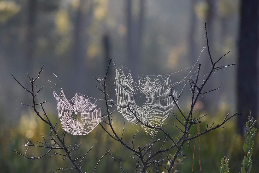 FLStateParksFdn's tweet photo. Spooky spiders and wandering webs...Happy Halloween!
IG: @little_brown_sign_photography
At Wekiva Springs State Park
#FloridaStateParks #FloridaStateParksFoundation #HappyHalloween #Spooky #SpookySeason https://t.co/RnQVmfqhzT