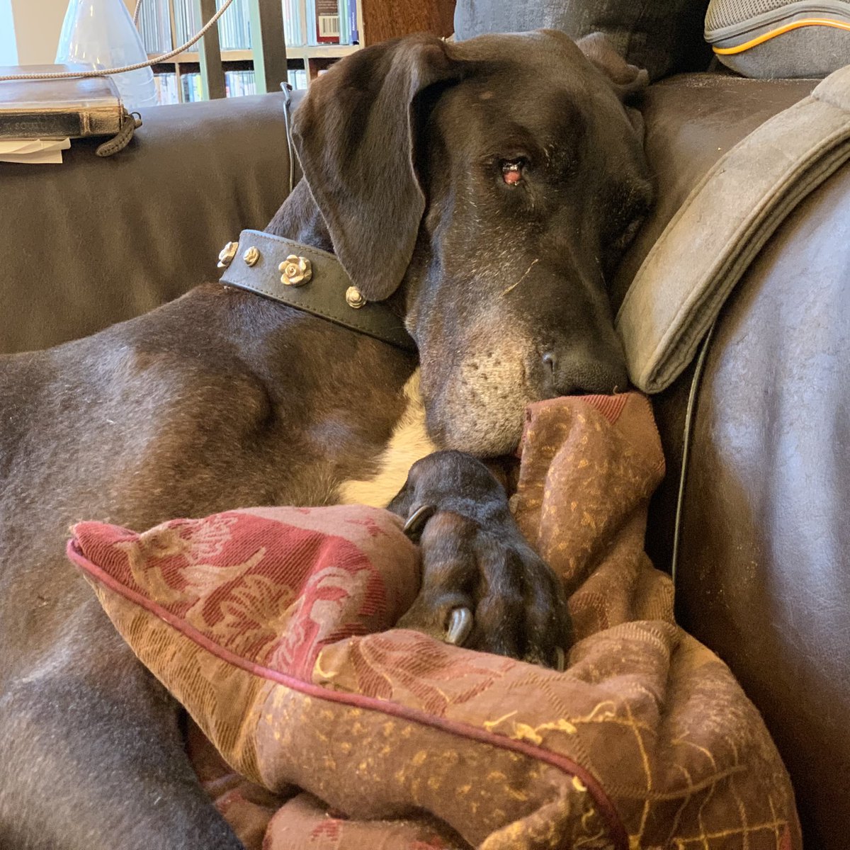 The best thing you can do on such a grey holiday in autumn.

#GreatDane #Dogge