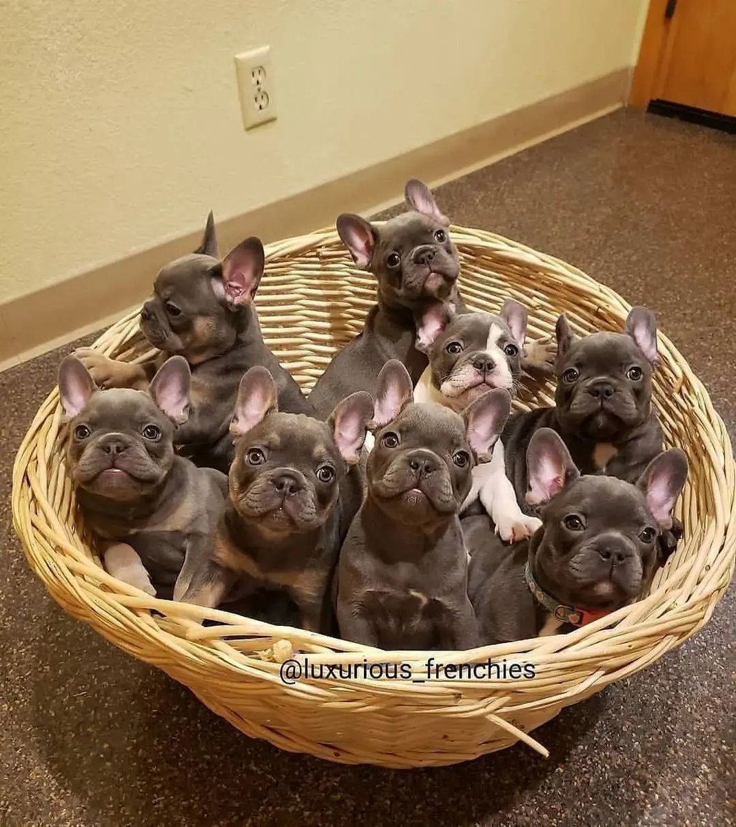 Vet exams today 🧐⁠

Cute or not??

#frenchbulldog #frenchbulldogs