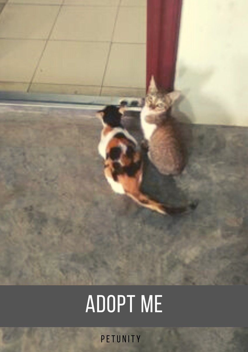 Petunitymm's tweet photo. Would you be my new owner? 

DM us if you'd like to adopt one of them. 

Profile of Ou Ou &amp; Mi Kyar: https://t.co/nJAfvGZmqz

Petunity
Sharing One World
https://t.co/J4x3wwldC5
#cats #OuOu #MiKyar #AdoptMe #Petunity #Myanmar #Yangon #adoption #adoptdontshop https://t.co/hnVTxAdusU