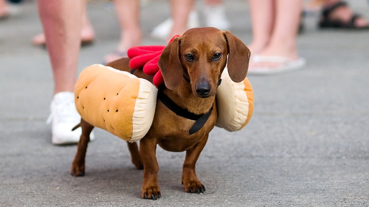 Just Once, Dachshund Would Love To Dress Up As Something Other Than Hot Dog bit.ly/3sMsmSk