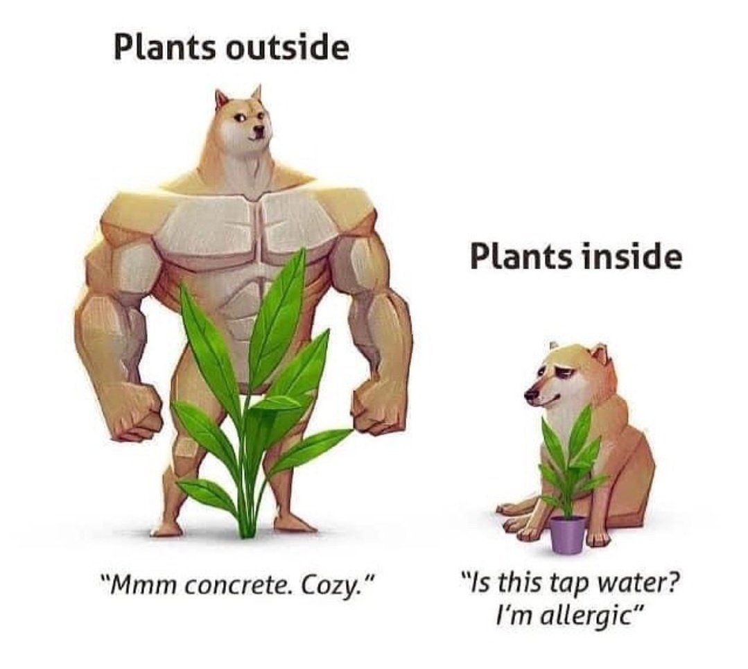 HobbyistPlant's tweet photo. Why is this true? 🌿 https://t.co/ThEKOEB0hg