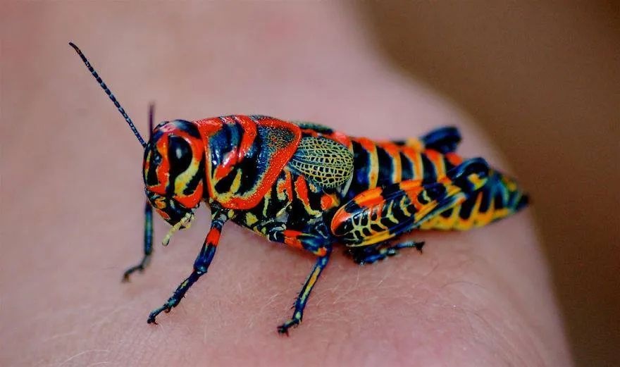 'Dactylotum bicolor, also known as the rainbow grasshopper, painted grasshopper, or the barber pole grasshopper.'.. I call it the shockingly beautiful grasshopper.