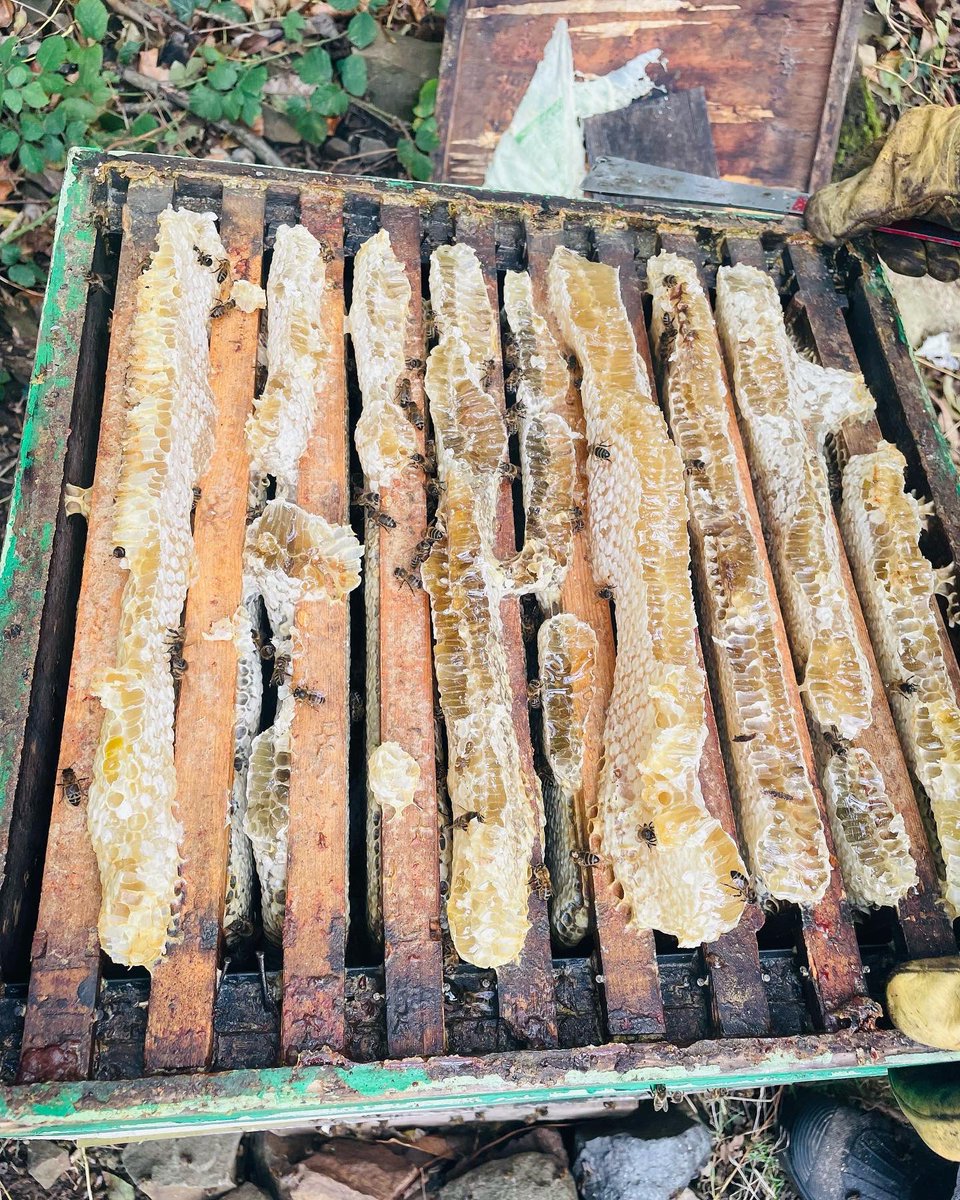 tonyrefailapiar's tweet photo. Late uploading from this morning, we have taken our last spring honey 🍯 onto the Heather honey in a few days.

#localhoney #purewelshhoney #beekeepers #beefarmers #shaeila_apiary #tonyrefail_apiary #beeslife #beeswaxcandles #propolis #tonyrefailapairy_honey #tonyrefailapiar https://t.co/sy5s2iepSf