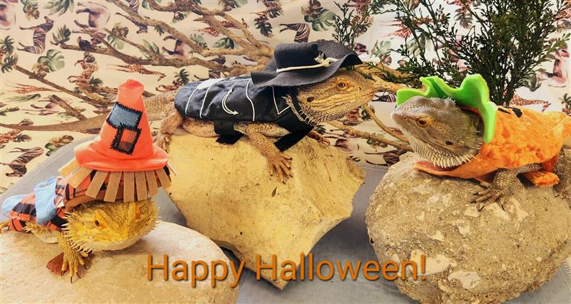 Happy Halloween! From our education animals, the Bearded Dragons, Kira, Sigur, and Magma. 🎃👻