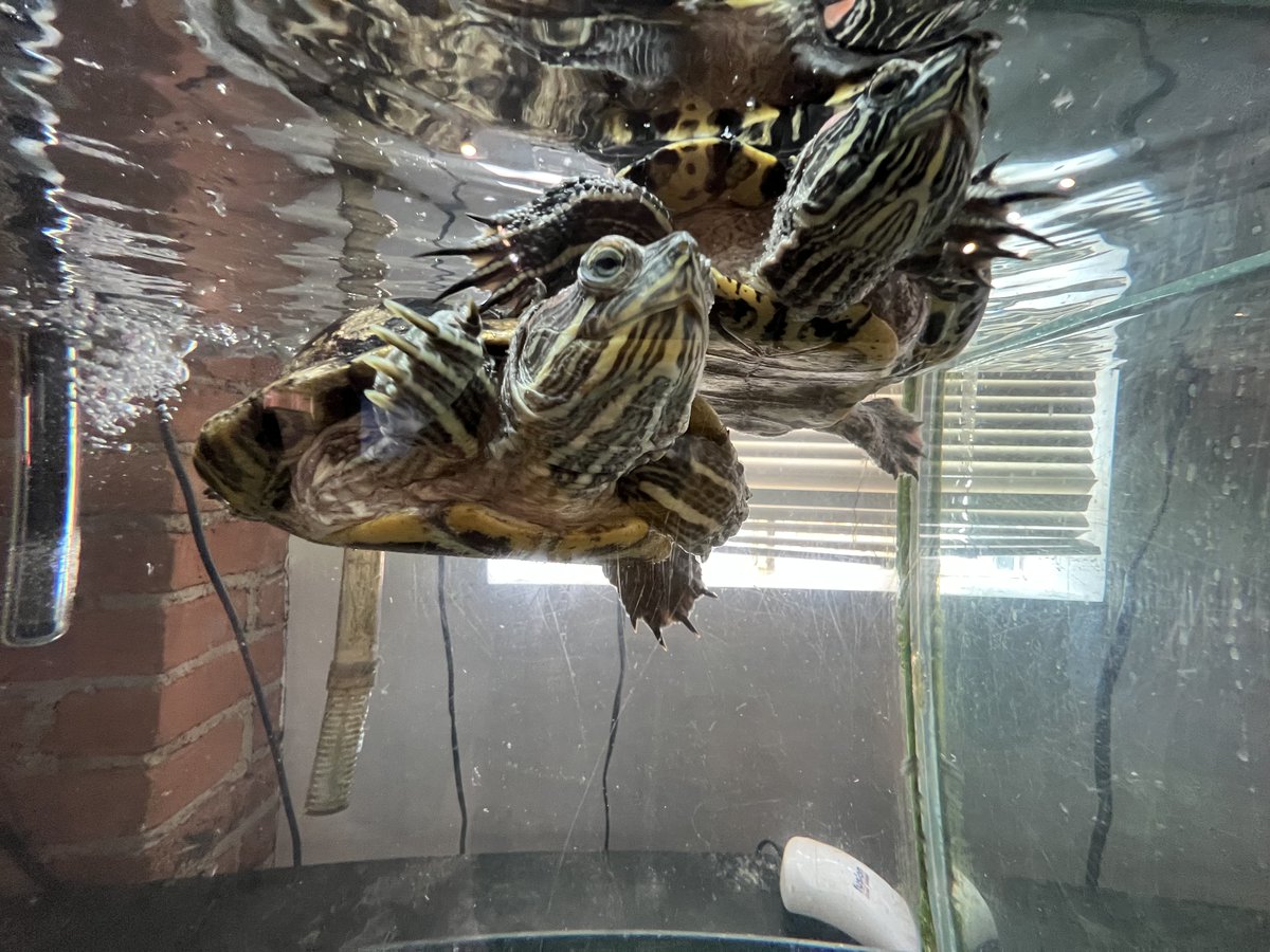 SLC CURB tweet media