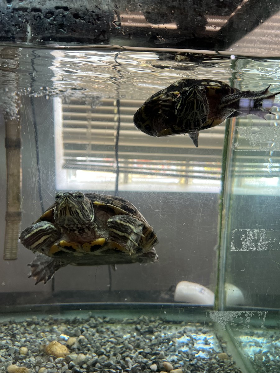 SLC CURB tweet media