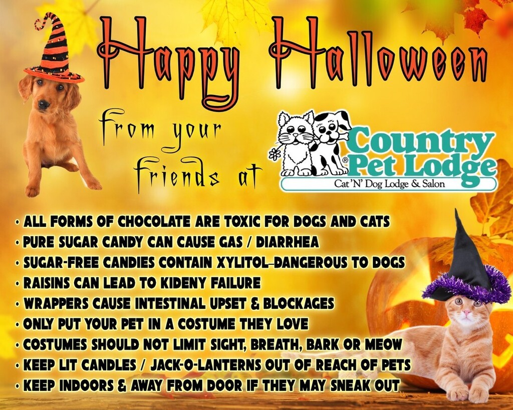 A few reminders to help everyone have a safe and happy Halloween from your friends at Country Pet Lodge! 🎃👻❤️🐶🐕🦇🧛🏻‍♀️🥰🐾🤡🧡 #happyhalloween #safetytips #petsafety #trickortreat 
.
#petsafe #safepets #halloween #halloweenpet #halloweenpets #hallowee… instagr.am/p/CkYhyNuLILx/