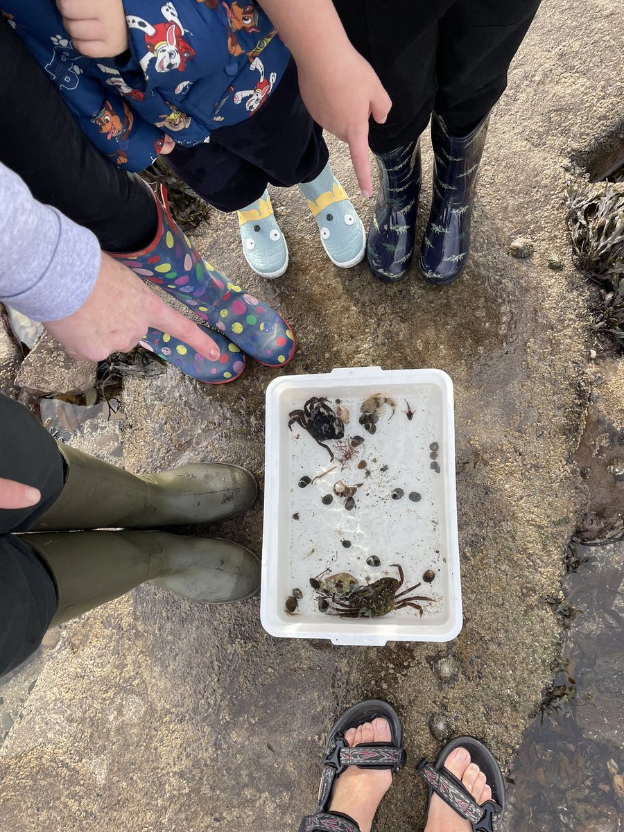 rangerJanebeachschool 🦉🦀🐠⚓️⛵️🐾🍄🌻🐚🌈🍰🐞🦋🐶 tweet media