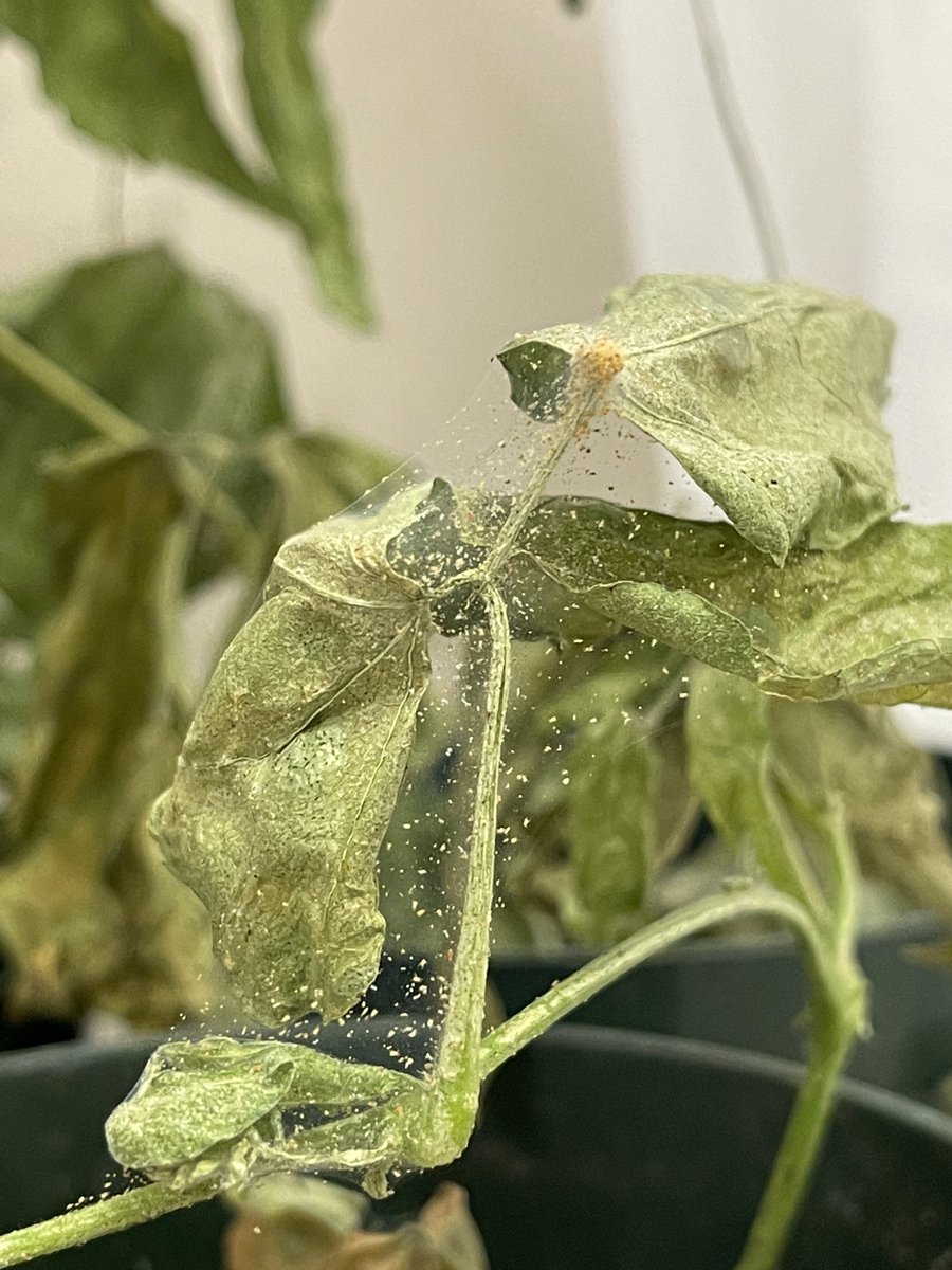 Happy Halloween# lab colony two spotted mite # acaricide resistance bioassays