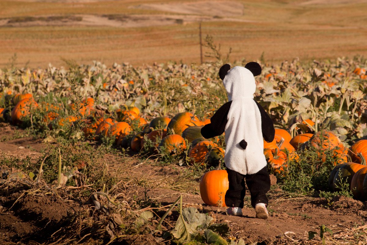 🐼Happy Halloween from all the Pandas.🐼
🦇🎃👻🦇🎃👻🦇👻🎃👻
 #happyhalloween #happyhalloween🎃 #happyhalloween☠ #happyhalloween2022