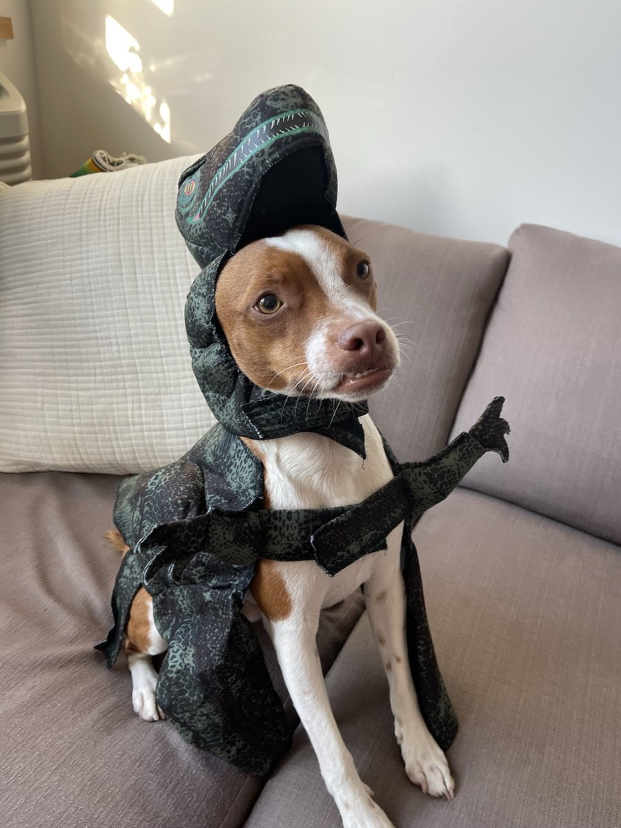 Happy Halloween from this Absolute Norm

🎃🦖