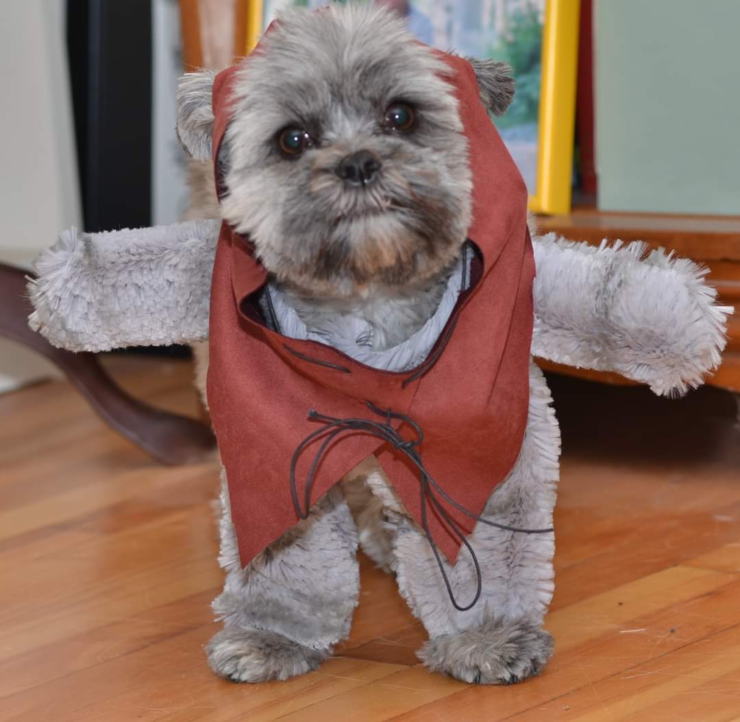 EllenLye's tweet photo. @carobrooksmusic Chewie is very reluctantly dressing up as an Ewok. https://t.co/TysBqXgunI