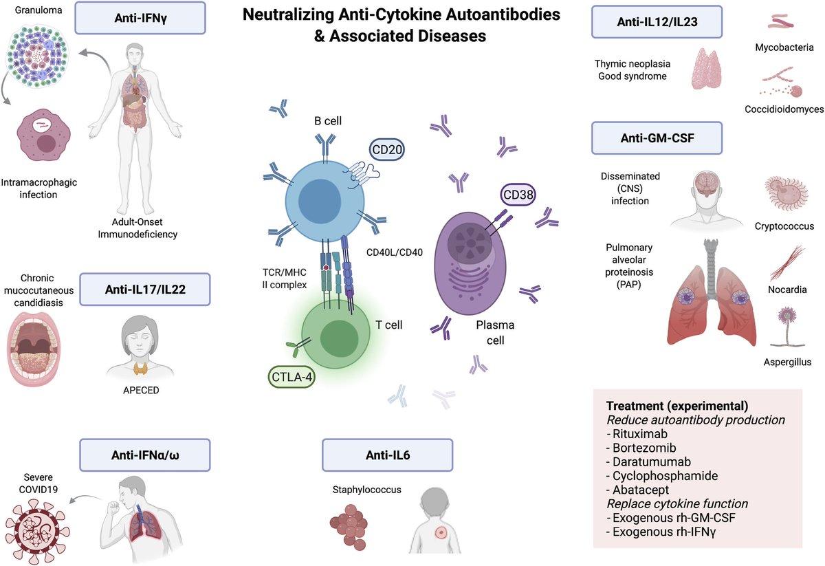 Anti-cytokine autoantibodies and associated infections jacionline.org/article/S0091-…