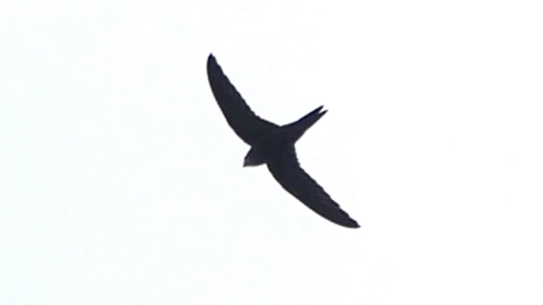 SteveOnHilbre's tweet image. Minding my own @hilbrebirdobs this morning when good pal StuBrown messages #PallidSwift over Hoylake🤯 Scope up &amp;amp; not long after I’m on it from Obs balcony! Clearly a distant swift spp - I relocated to the mainland pronto! Best I could manage - others have better #patchtheft