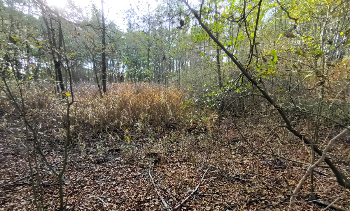 #nabuscharmuetzelsee Mit Heike, Gabi, Martina, Harry Jürgen "Unterwegs im Naturraum <a href="/bad_saarow/">Bad Saarow</a>" &amp; wie in den letzten Wochen, den Bahnhofsvorplatz aufgeräumt und dann über die Ringstraße über den Scharwenkastieg/KastanienalleeLindenstraße zurück zum Bahnhof
<a href="/SaarowWest/">BadSaarowWest</a> <a href="/NABU_de/">NABU 🦤</a>