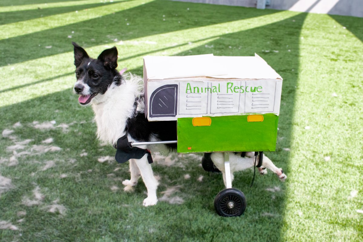 PasadenaHumane's tweet photo. Happy Halloween from all of us at Pasadena Humane! We think Scooter wins best costume this year - he dressed up as one of our Animal Care &amp; Control trucks! https://t.co/DH023HAMpX