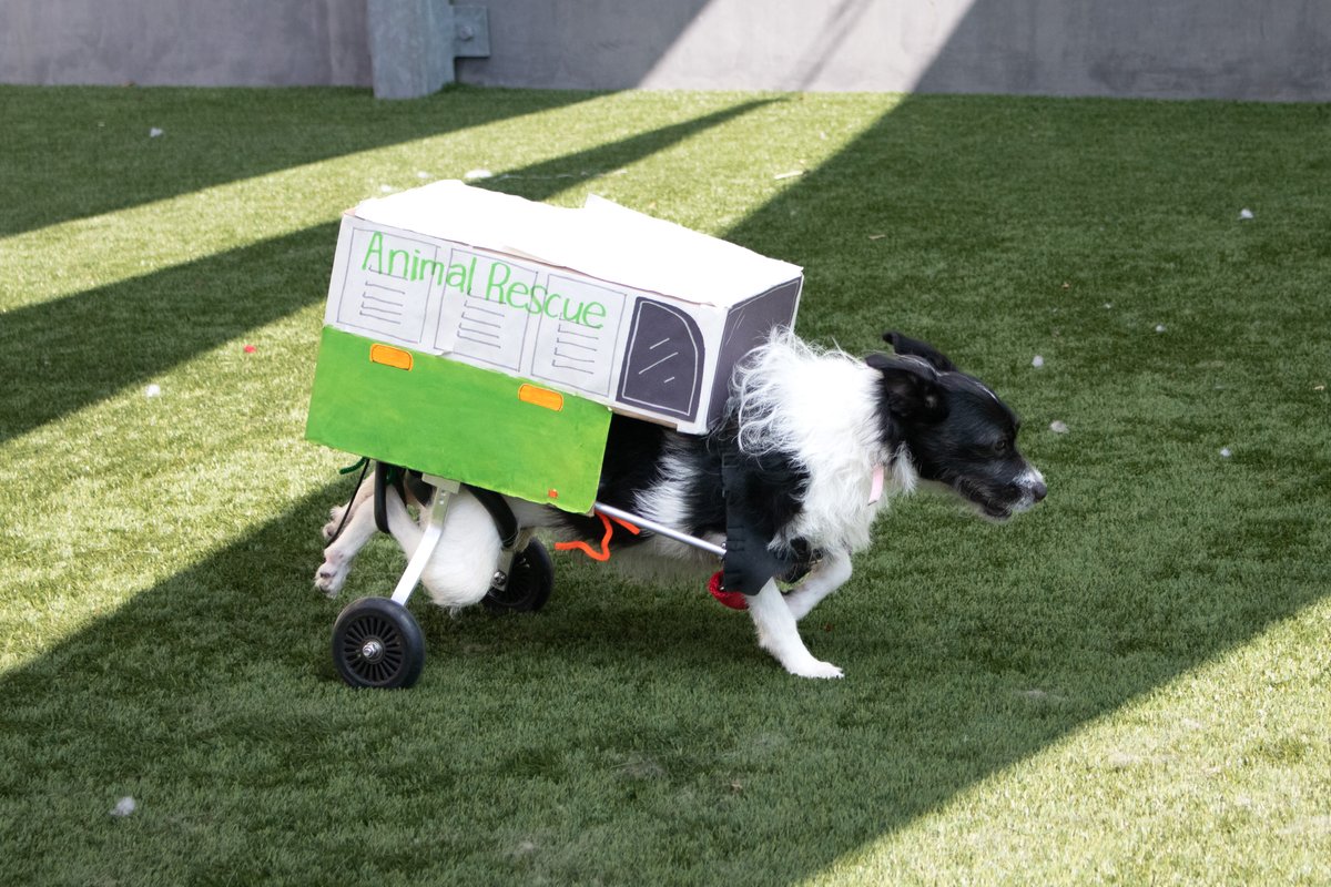 PasadenaHumane's tweet photo. Happy Halloween from all of us at Pasadena Humane! We think Scooter wins best costume this year - he dressed up as one of our Animal Care &amp; Control trucks! https://t.co/DH023HAMpX