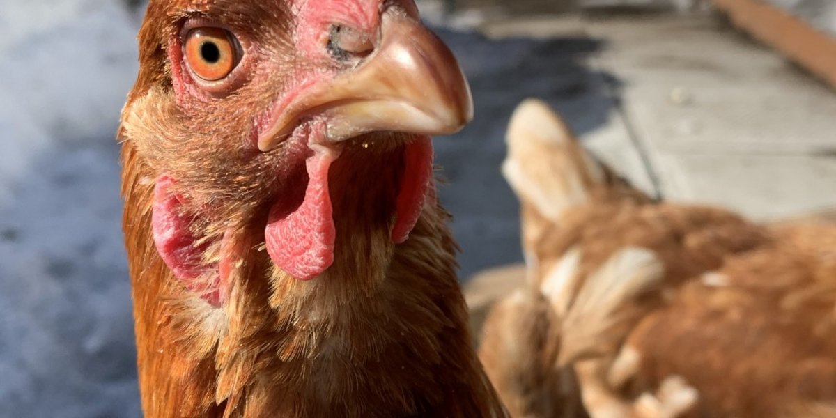 Et demain, on consacrera notre émission aux poules : Comment expliquer l’explosion de la population des poules ? D’où viennent ces animaux ? Ce sera à 16h sur <a href="/franceculture/">France Culture</a> ! #ScienceCQFD