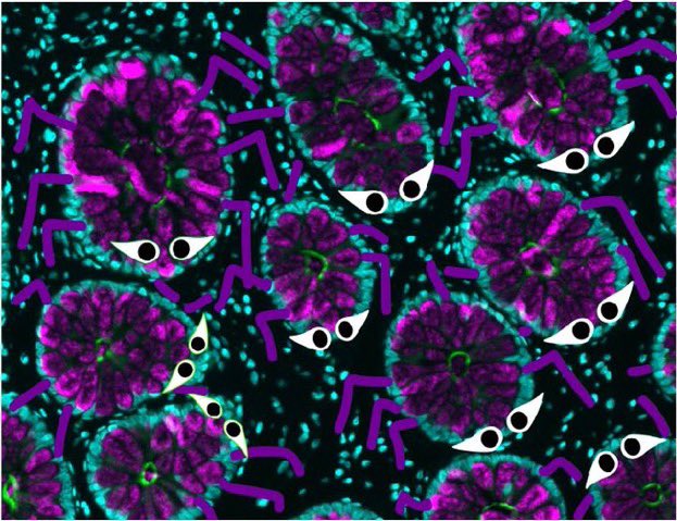 ResearchMUSC's tweet photo. Happy Halloween!

What ghoulish haunts will you find under your microscope? @micromindy, @AmyEngevik, and @thekengevik found some spooktacular creatures in their #MicrosCreepy cell cultures. 

Which is your favorite? https://t.co/bwafFu6dqc