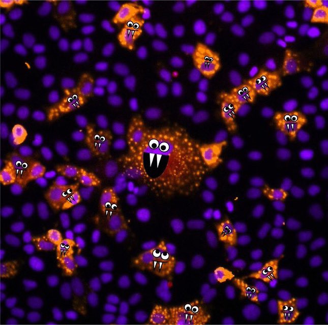ResearchMUSC's tweet photo. Happy Halloween!

What ghoulish haunts will you find under your microscope? @micromindy, @AmyEngevik, and @thekengevik found some spooktacular creatures in their #MicrosCreepy cell cultures. 

Which is your favorite? https://t.co/bwafFu6dqc