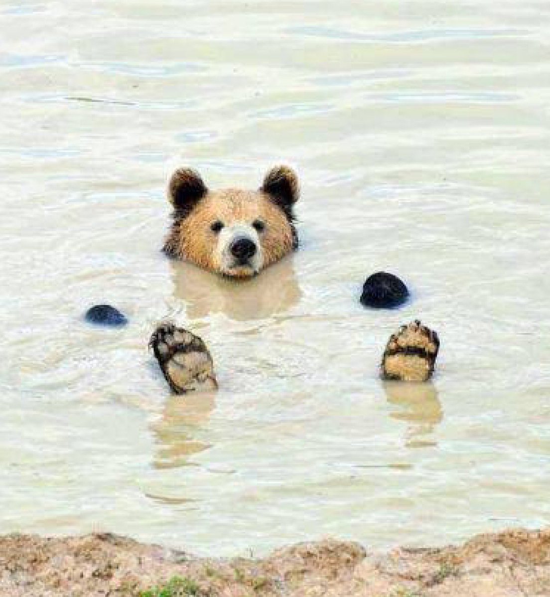 bib 🐥☕️ now on VGen! tweet media