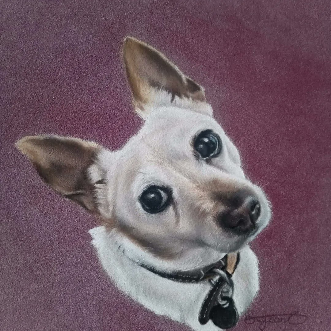 JeanPortraits's tweet photo. Ruby
#jackrussel #jackrussellovers #dogsoftwitter #dogportrait #portrait https://t.co/BwPQ4YdOo4