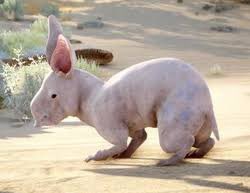 This week a special Spookobter show swap! The “cups” are back at it with lore about everyone’s favorite thedoisan rodent the Nug! with special guest @Virvada and <a href="/SwitchInBedTV/">Jennasis</a> from the <a href="/twogirlsoneship/">Two Girls One Ship</a> podcast. Listen Now 

podcasts.apple.com/us/podcast/dra…

open.spotify.com/episode/4DUPYI…