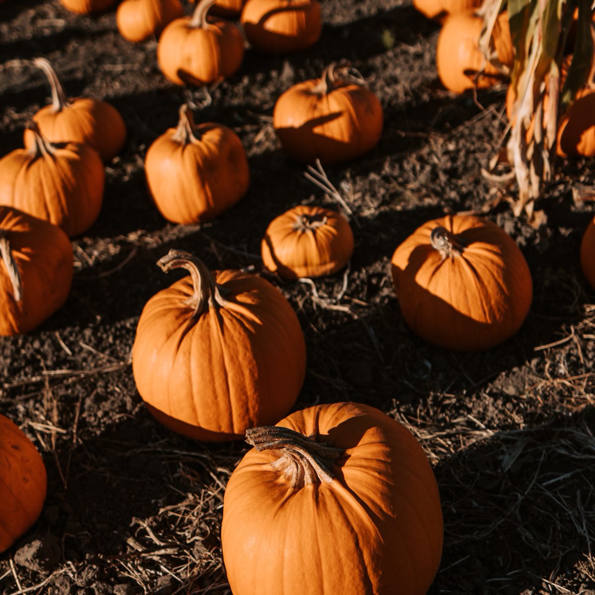 #ecoMonday Happy Halloween! Over 1 billion pumpkins are estimated to be placed in  landfills every year. Check with local composting facilities, waste haulers, local farms and community programs to properly compost your jack-o-lantern in 2022. #LACC #ASMGlobal
