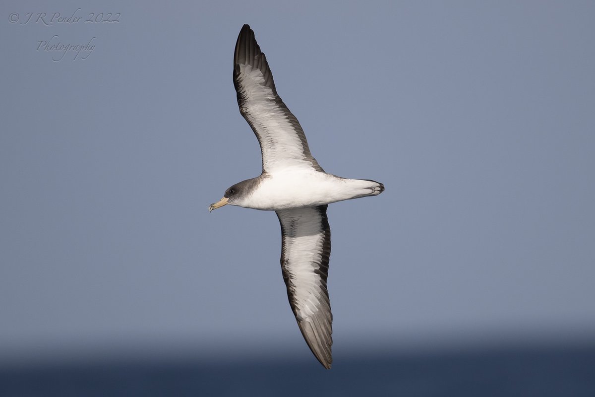 Scilly Birder Special Pelagics 2023 availability: Fri 28 to Mon 31 July (15+ places). Fri 11 to Mon 14 Aug (9 places). Fri 18 & Sat 19 (sold out) Sun 20 & Mon 21 (3 places). Fri 25 to Mon 28 Aug (15+ places). BOOK ACCOMMODATION EARLY! Photos from 2022.