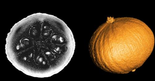 UMassRadiology (@umassradiology) on Twitter photo Happy Halloween! "11.7T MRI scanner produces 1st images in time for Halloween" bit.ly/3WkBNWs <a href="/AuntMinnie/">AuntMinnie.com</a> #umasschan #radiology Happy Halloween! "11.7T MRI scanner produces 1st images in time for Halloween" bit.ly/3WkBNWs <a href="/AuntMinnie/">AuntMinnie.com</a> #umasschan #radiology
