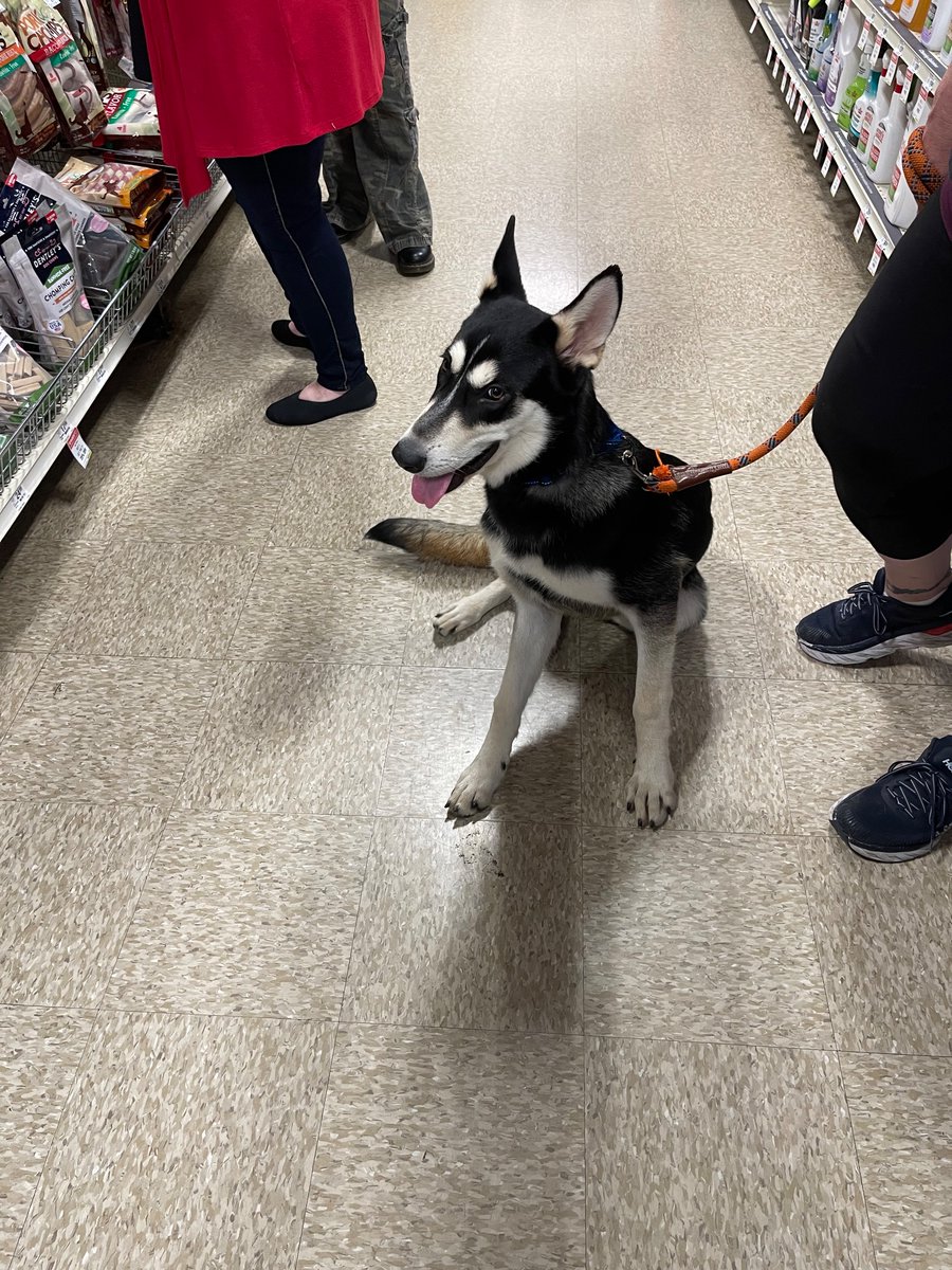 coldsnax's tweet photo. We got a new family member! 

He’s named Jack, and he’s a Husky/German Shepherd mix from a local rescue (Imagine Peace for Pups) . Currently only 7 months old and is so well-mannered and chill. https://t.co/z5VqzziduK