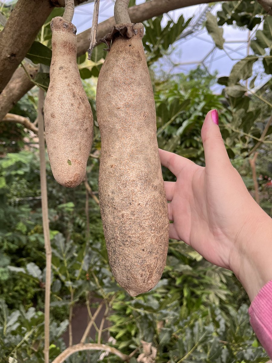 Been to <a href="/EdenProject/">Eden Project</a> countless times but not seen this before 😳