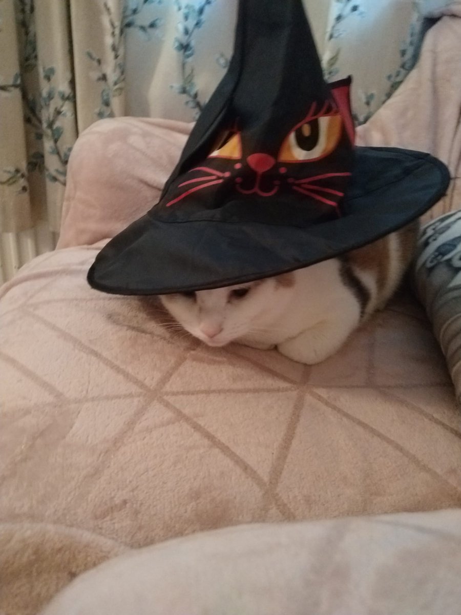 em_lovs's tweet photo. After watching the news, Mary is totally boo'ed out 🎃

Happy Halloween
#CatsOfTwitter #politicat #Halloween https://t.co/CsKTebWDzK