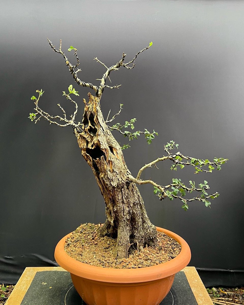 The Hawthorn bonsai commission finished, this afternoon! #bonsai #tree # hawthorn #Halloween #woodwork