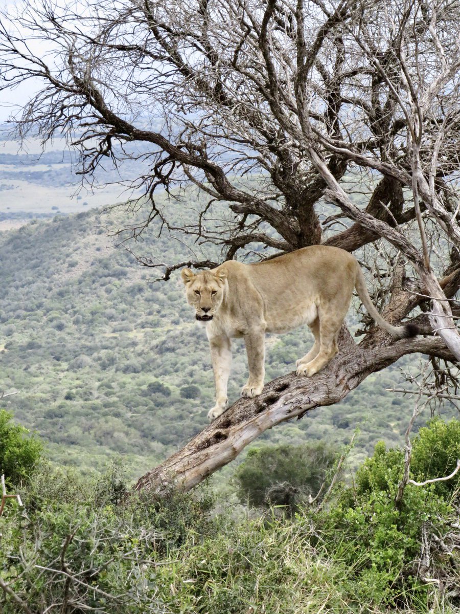 Robert Price (@tymeilliog) on Twitter photo Buffalo treeing a lion. Not witnessed previously at Shamwari by the very experienced guides. Well spotted by Siôr. Free drinks for him tonight. The lion eventually escaped safely.<a href="/ShamwariReserve/">Shamwari Private Game Reserve</a> Buffalo treeing a lion. Not witnessed previously at Shamwari by the very experienced guides. Well spotted by Siôr. Free drinks for him tonight. The lion eventually escaped safely.<a href="/ShamwariReserve/">Shamwari Private Game Reserve</a>