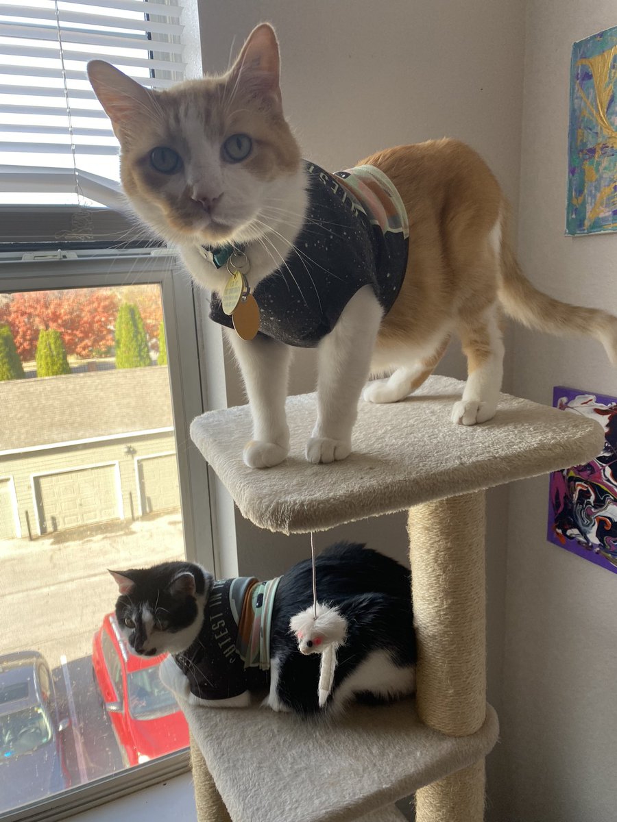 VetosTweetos's tweet photo. dade put ours Star Ware’s shirt’s on becaose it’s Hall of Ween https://t.co/IKJvs0KlPs