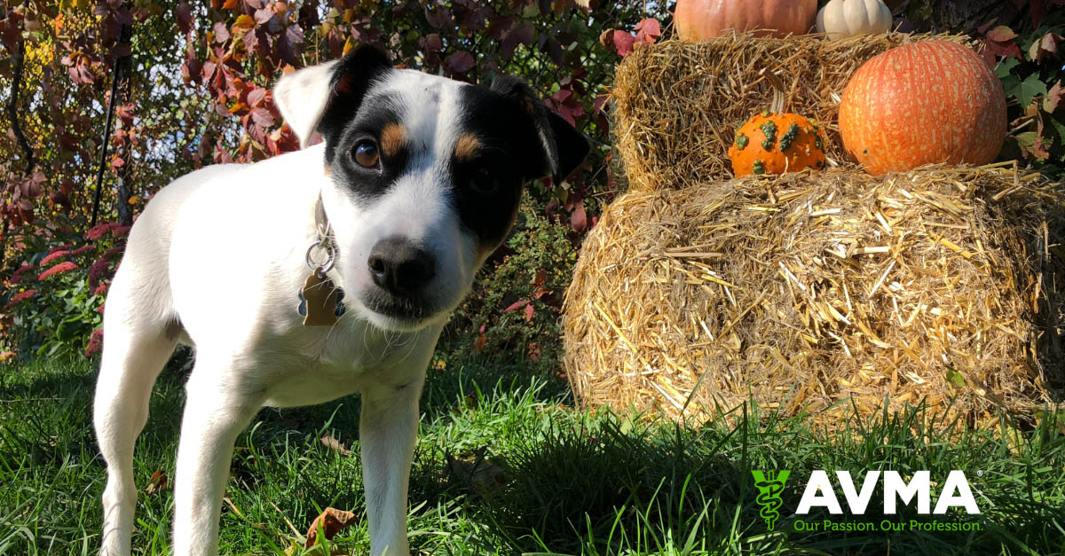 Tweet by AVMA (American Veterinary Medical Association)