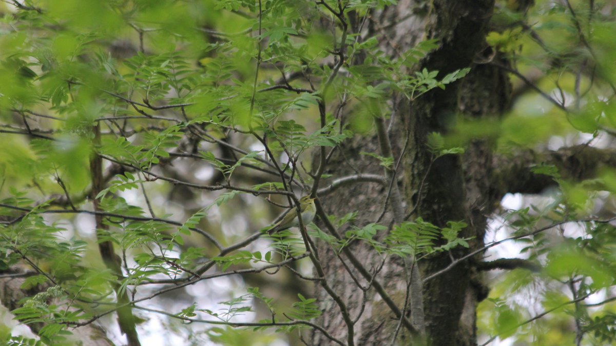 Tom Finch tweet media