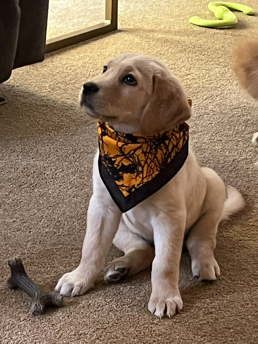 Welcome Quoddy, our latest <a href="/SeeingEyeInc/">The Seeing Eye</a> puppy, currently booking 2023 #denimday reservations.  @Middletownsac <a href="/MiddsouthNation/">Midd South Nation</a>