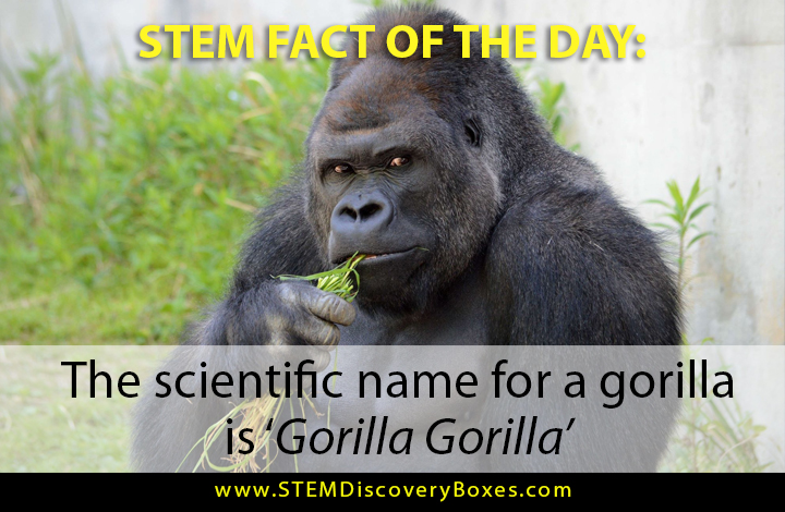 STEM Discovery Boxes tweet media