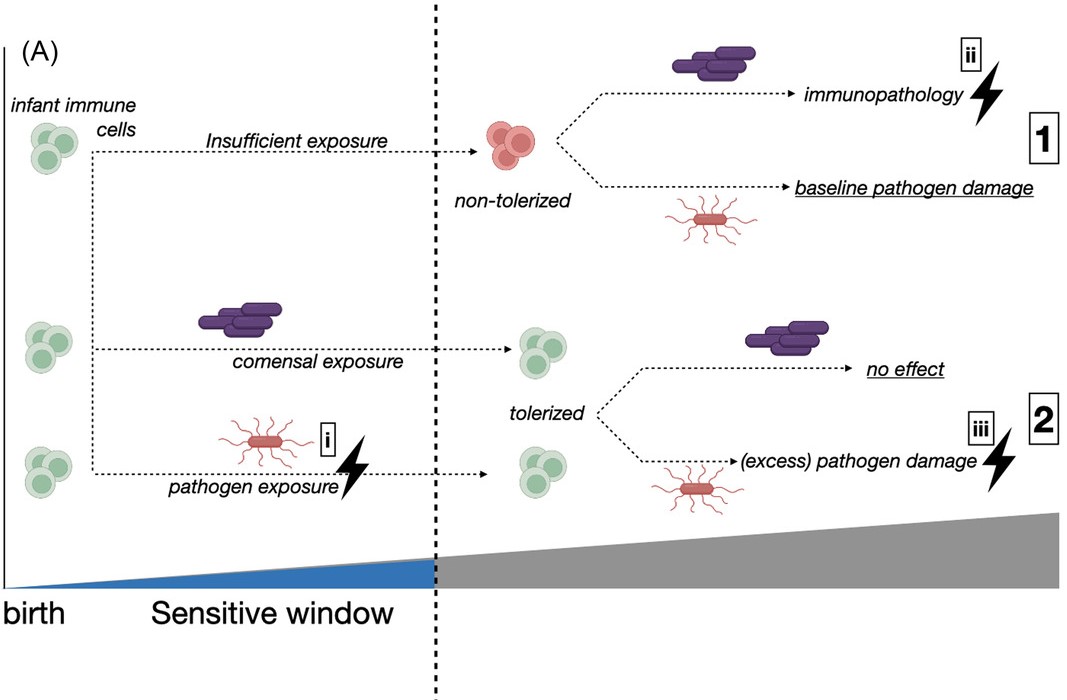 Evolution Letters (@evolletters) on Twitter photo Hosts, microbiomes, and the evolution of critical windows: onlinelibrary.wiley.com/doi/10.1002/ev…
New <a href="/EvolLetters/">Evolution Letters</a> by <a href="/CJEMetcalf/">JessMet</a>, <a href="/burcutepekule/">Burcu Tepekule</a>, Marjolein Bruijning, and <a href="/bkoskella/">Britt Koskella</a>. Hosts, microbiomes, and the evolution of critical windows: onlinelibrary.wiley.com/doi/10.1002/ev…
New <a href="/EvolLetters/">Evolution Letters</a> by <a href="/CJEMetcalf/">JessMet</a>, <a href="/burcutepekule/">Burcu Tepekule</a>, Marjolein Bruijning, and <a href="/bkoskella/">Britt Koskella</a>.