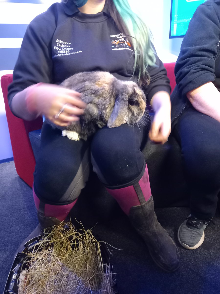 SalfordNow's tweet photo. Watch out! Bunnies about! Thanks to Animals in Distress for bringing in Alaska and Raja and talking to our reporters about their work, firework displays and re-considering buying a pet for a Christmas present this year
#animalsindistress #rabbits #animalrescue https://t.co/mhV4nNusrP