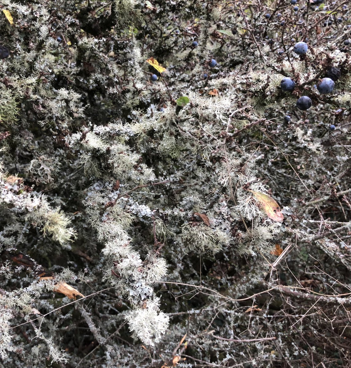 _gardenadvice's tweet photo. Picking sloes in the River Frome cloud forest in Winterbourne https://t.co/UgvOCQ5Mjy
