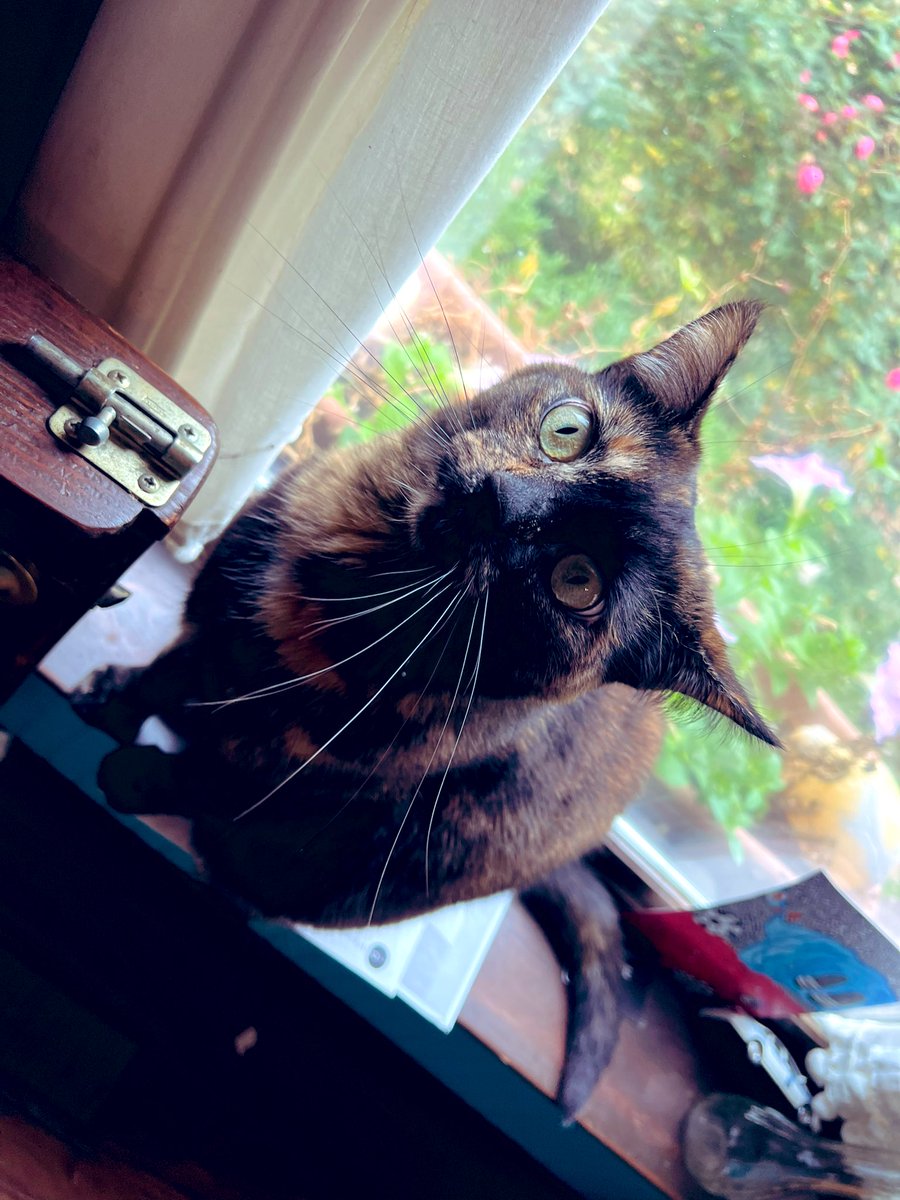 1AmeliaRobinson's tweet photo. We might have to change her name from Lil BeBe Num Num to Big BeBe Num Num. Hers is a whole lot of love. #fatcat #chonk #Cat #beans #iblamemyself https://t.co/SGMFPe6jXS