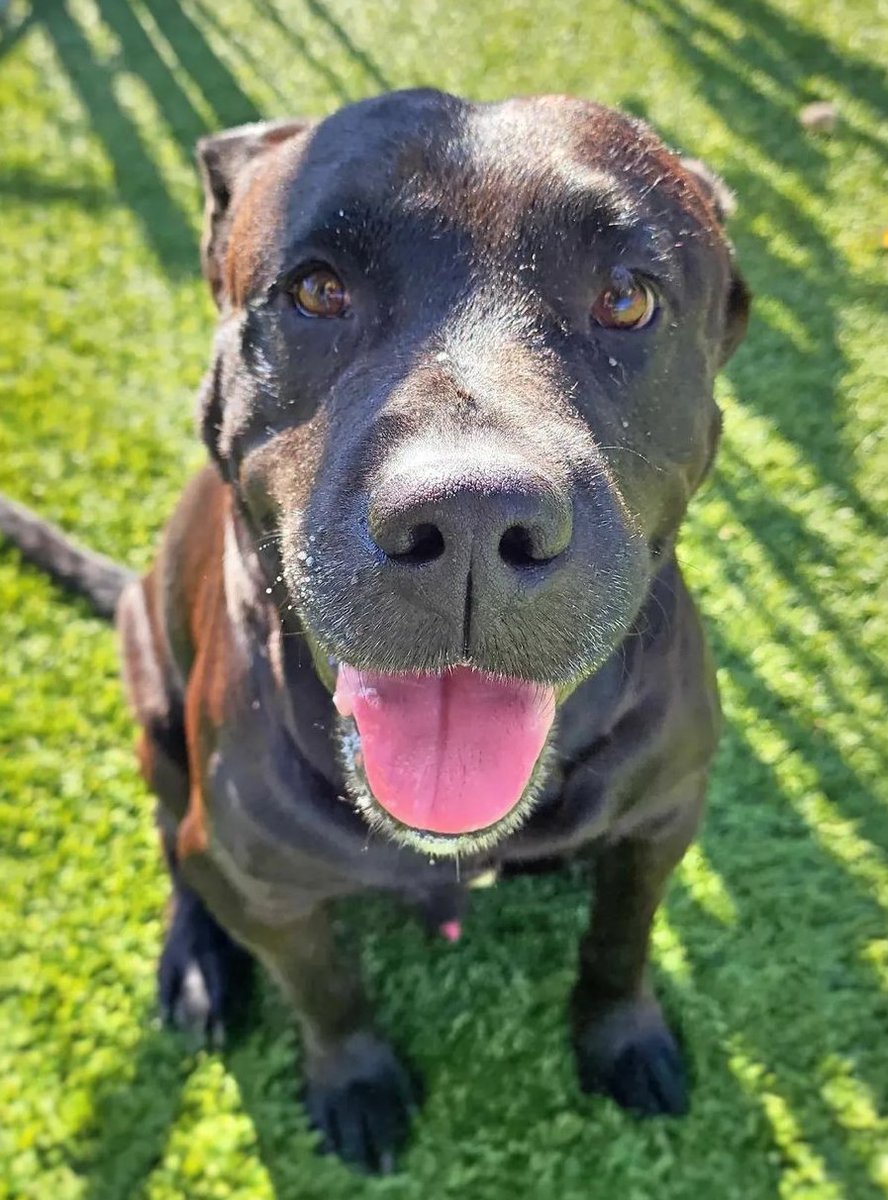 💔🆘💔 15 yo BLUE was out in the yard at Downey #California ACC Sat 😍 He's a fabulously gentle senior lad &amp; clearly has some #Labrador in him. He's adoptable, but we would really like a #FOSTER for Goldenyearsdogsanctuary.com 🙏 
Info ⬇ 
#A5504291 
#AdoptDontShop #SoCal #lovedogs