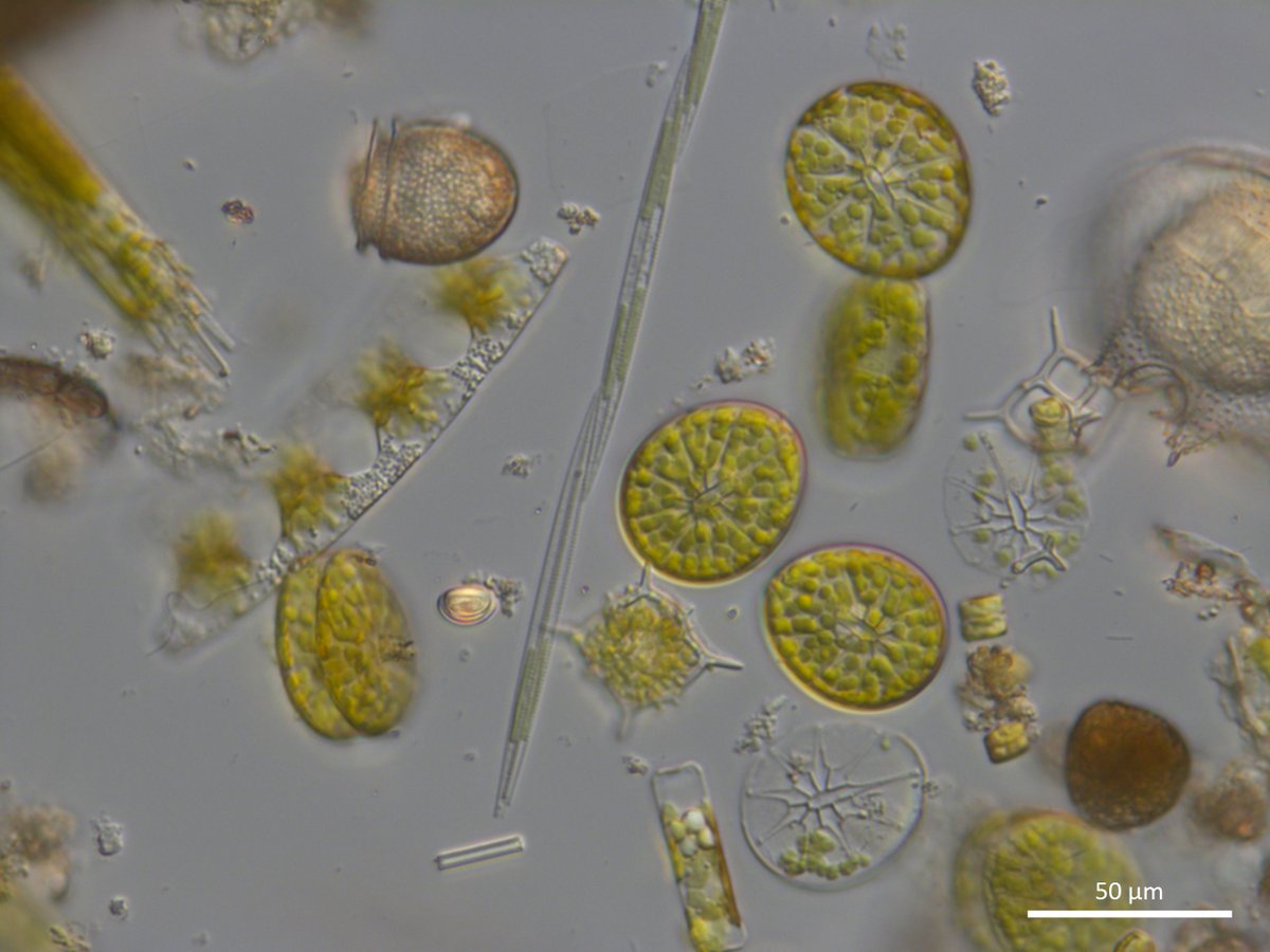 This month we celebrate an important milestone with 30 years of (mostly) weekly data from the #westernchannelobservatory #StationL4 phytoplankton time series. Huge credit &amp; thank you to all those involved past &amp; present <a href="/plymouthmarine/">Plymouth Marine Lab</a>